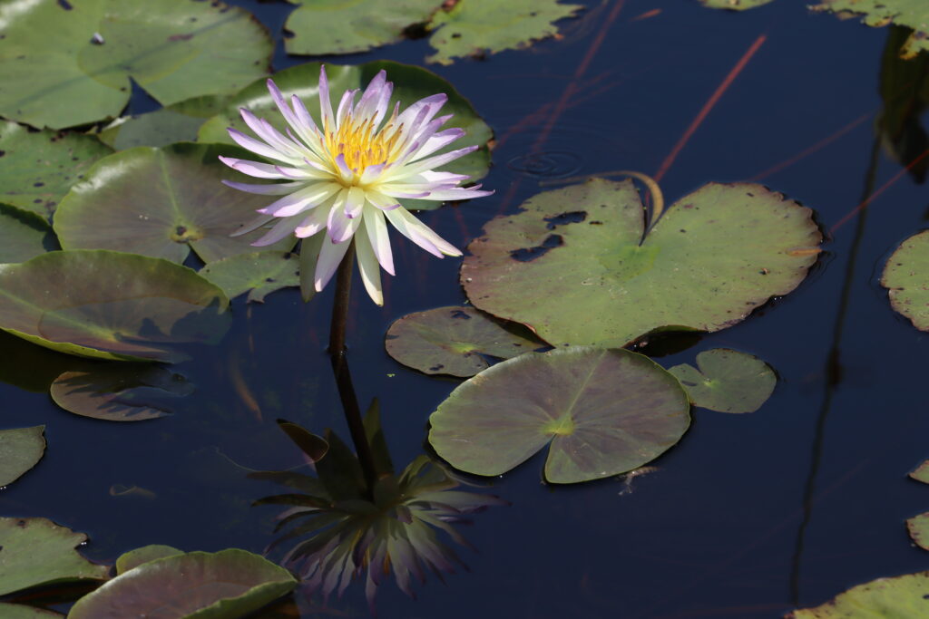 2024 ISG Hardy waterlily 02 - August 13 2024