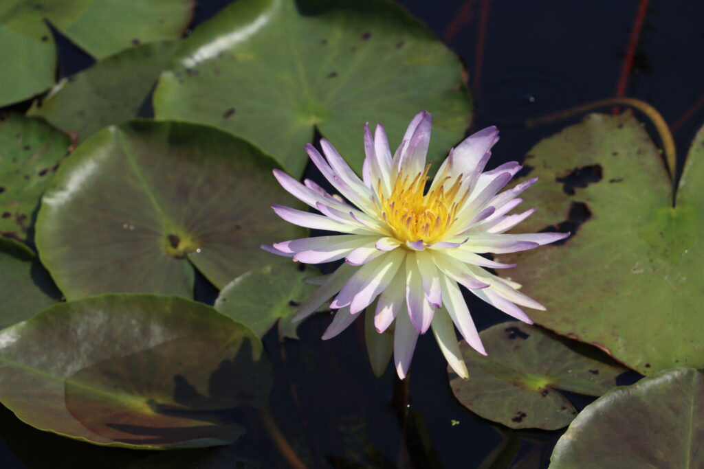 2024 ISG Hardy waterlily 02 - August 13 2024