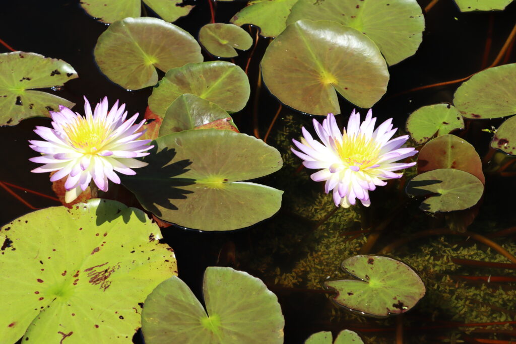 2024 ISG Hardy waterlily 02 - August 17 2024