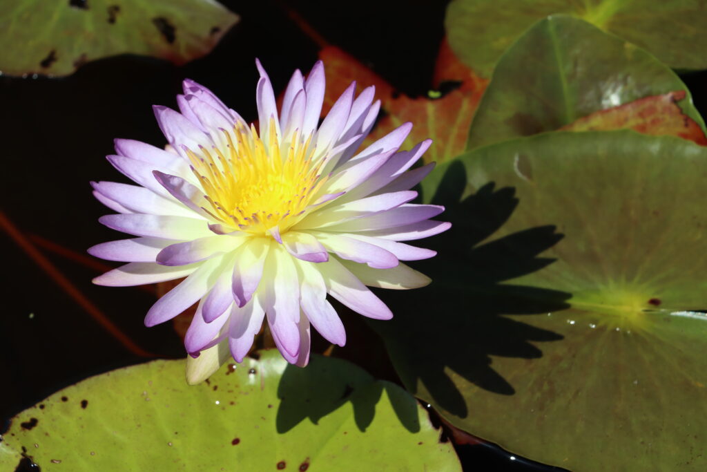2024 ISG Hardy waterlily 02 - August 17 2024