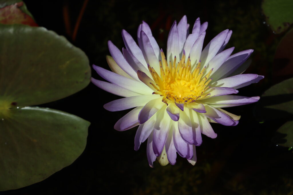 2024 ISG Hardy waterlily 02 - August 17 2024