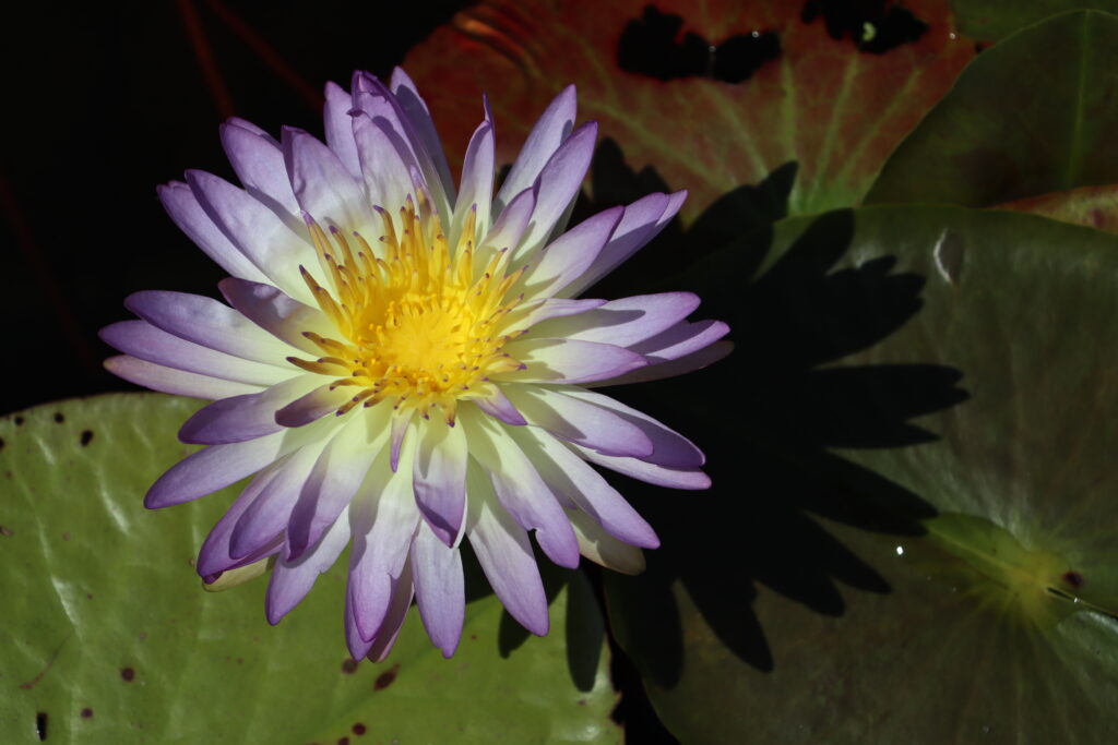 2024 ISG Hardy waterlily 02 - August 17 2024