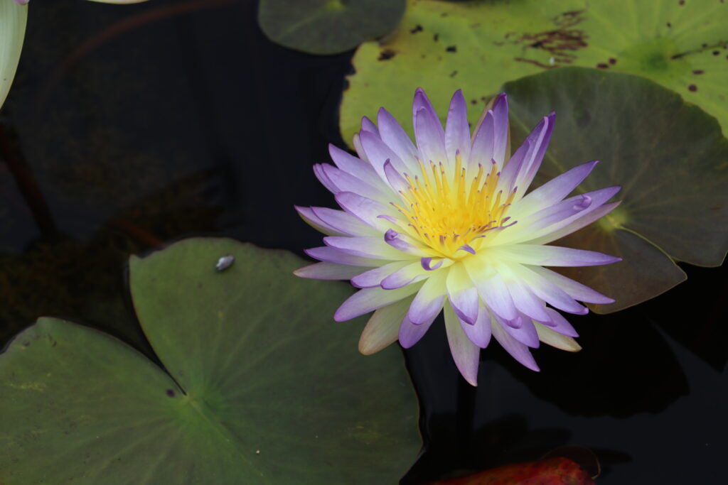 2024 ISG Hardy waterlily 02 - August 22 2024
