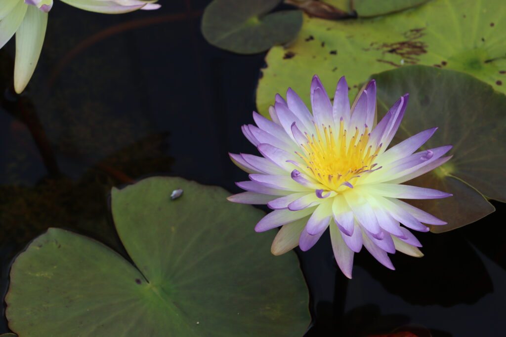 2024 ISG Hardy waterlily 02 - August 22 2024