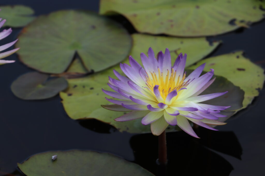 2024 ISG Hardy waterlily 02 - August 22 2024