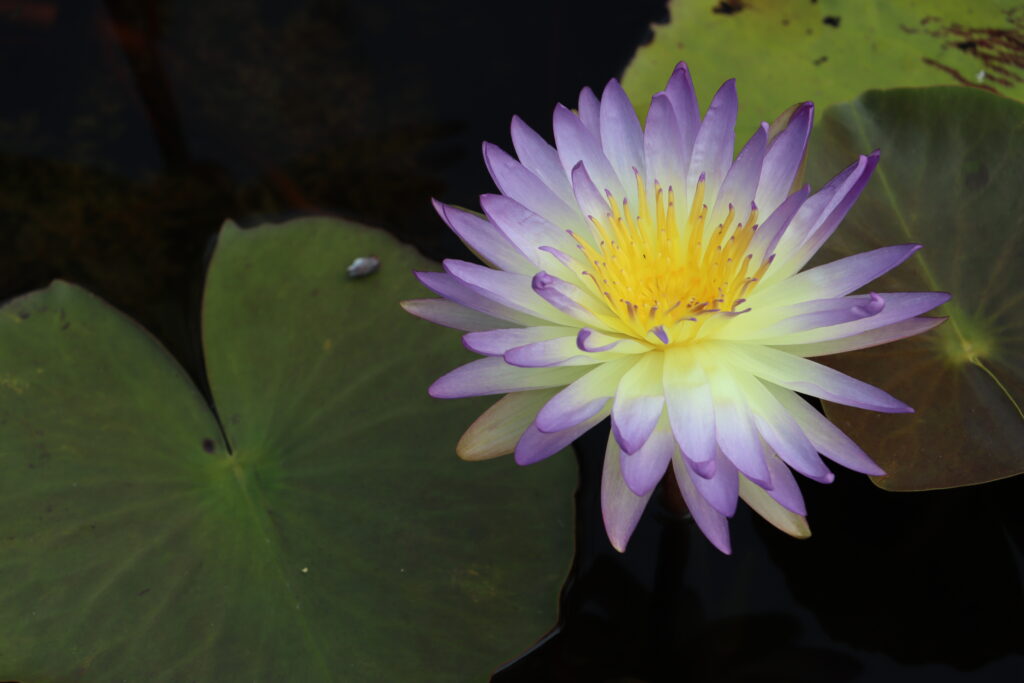 2024 ISG Hardy waterlily 02 - August 22 2024