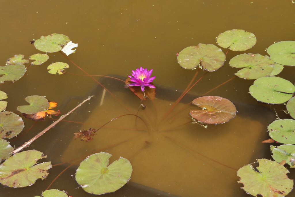 2024 ISG Hardy waterlily 03 - June 18 2024