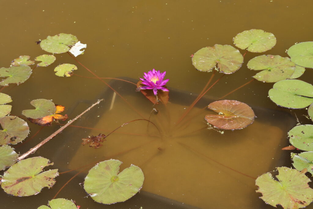 2024 ISG Hardy waterlily 03 - June 18 2024