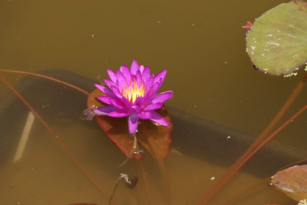 2024 ISG Hardy waterlily 03 - June 18 2024