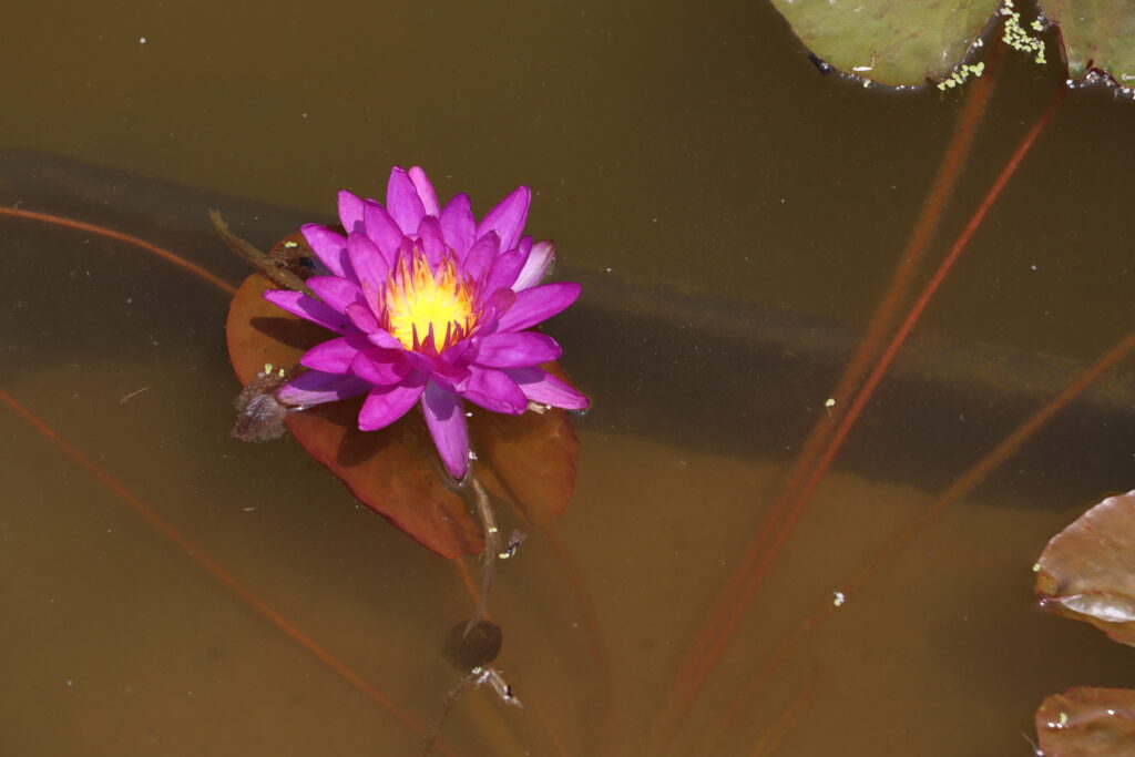 2024 ISG Hardy waterlily 03 - June 18 2024