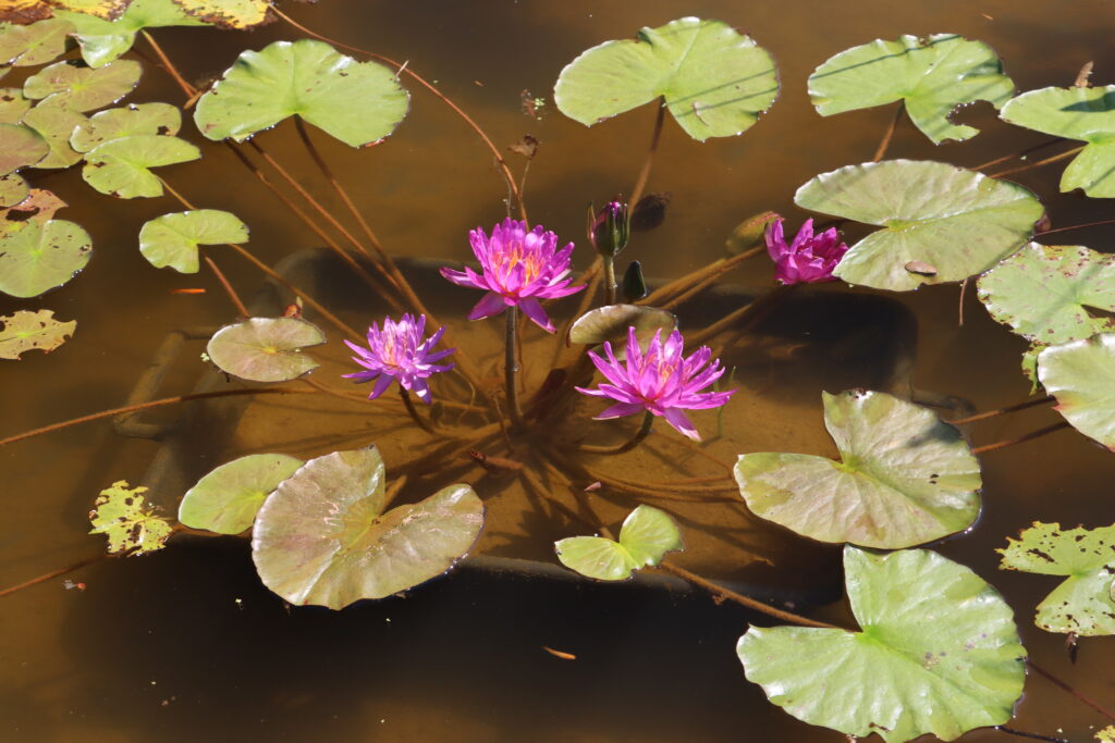 2024 ISG Hardy waterlily 03 - July 14 2024