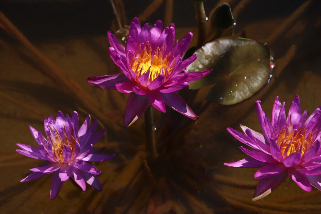 2024 ISG Hardy waterlily 03 - July 14 2024