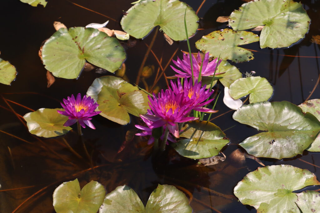 2024 ISG Hardy waterlily 03 - July 26 2024
