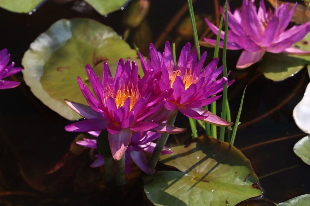 2024 ISG Hardy waterlily 03 - July 26 2024