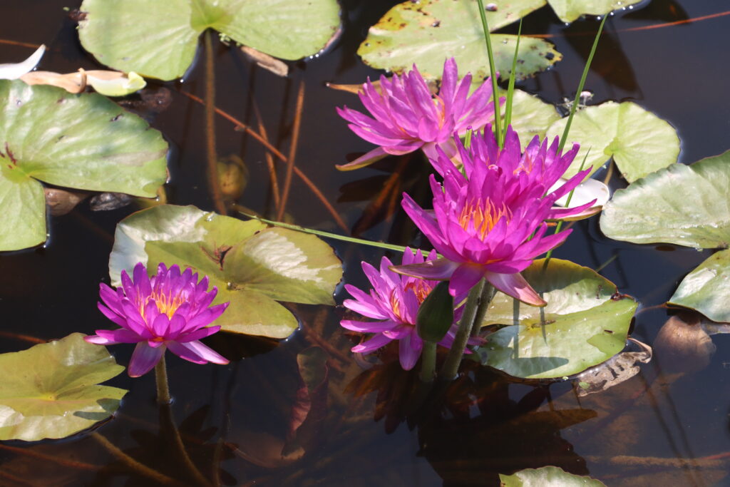 2024 ISG Hardy waterlily 03 - July 26 2024