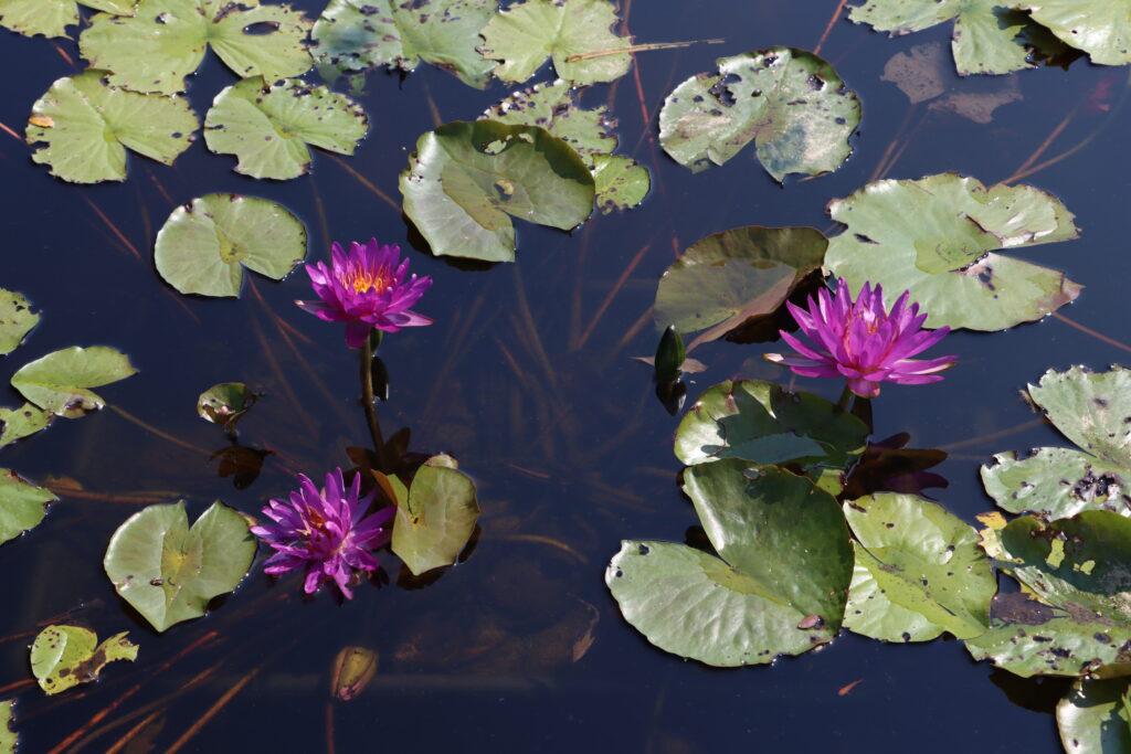 2024 ISG Hardy waterlily 03 - August 13 2024
