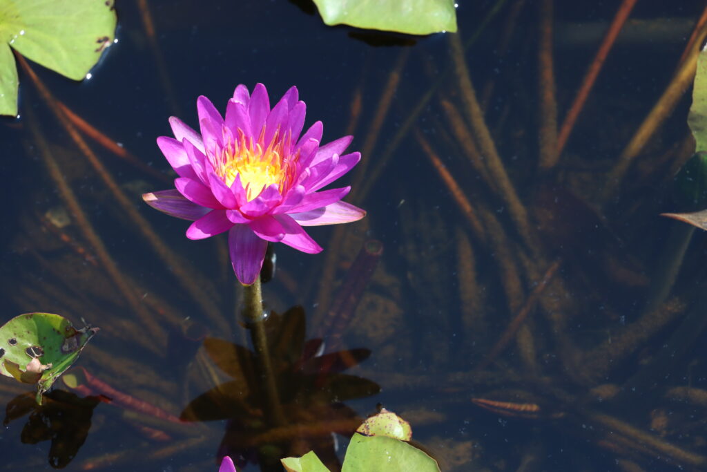 2024 ISG Hardy waterlily 03 - August 13 2024