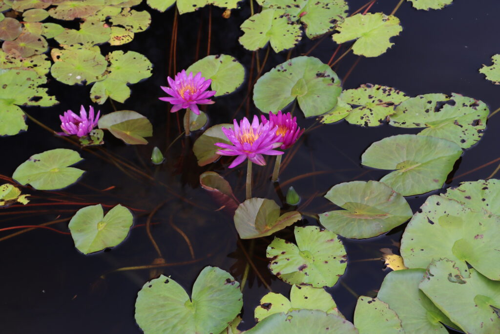 2024 ISG Hardy waterlily 03 - August 16 2024