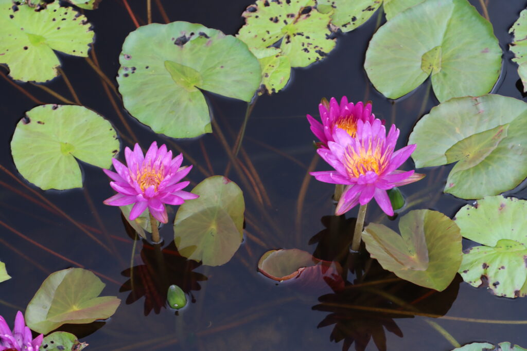 2024 ISG Hardy waterlily 03 - August 16 2024