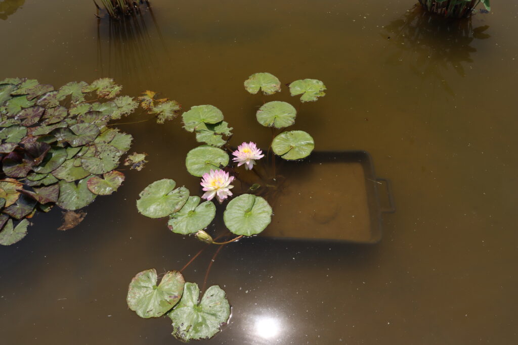 2024 ISG Hardy waterlily 05 - June 18 2024