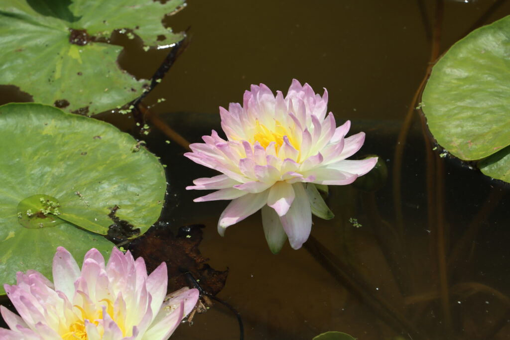 2024 ISG Hardy waterlily 05 - June 18 2024