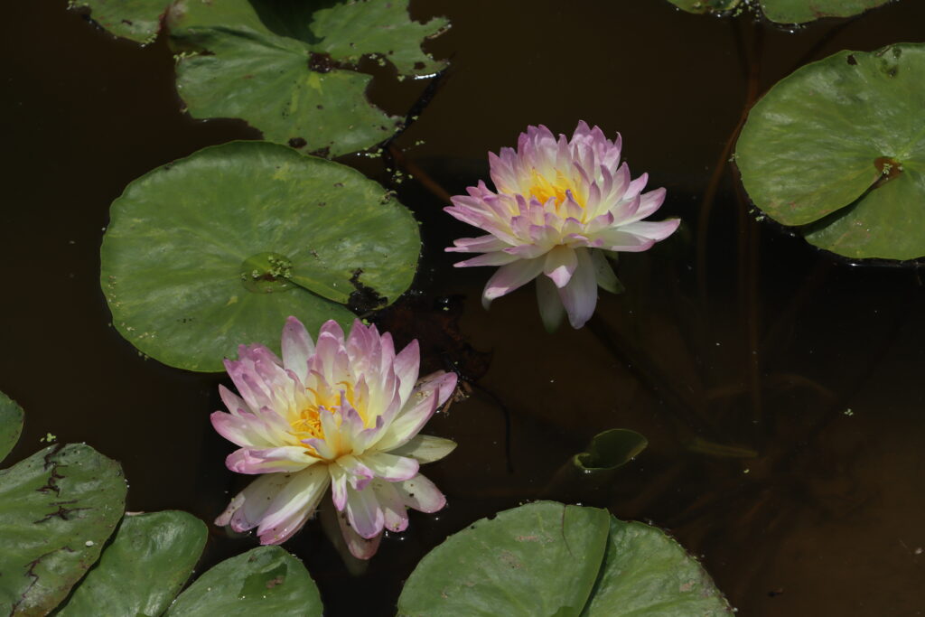 2024 ISG Hardy waterlily 05 - June 18 2024