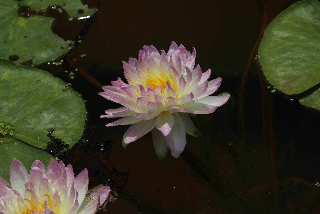 2024 ISG Hardy waterlily 05 - June 18 2024