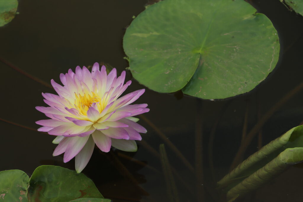 2024 ISG Hardy waterlily 05 - July 01 2024
