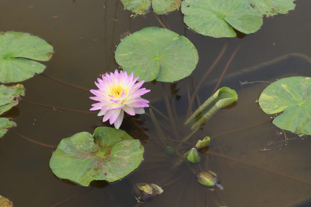 2024 ISG Hardy waterlily 05 - July 01 2024