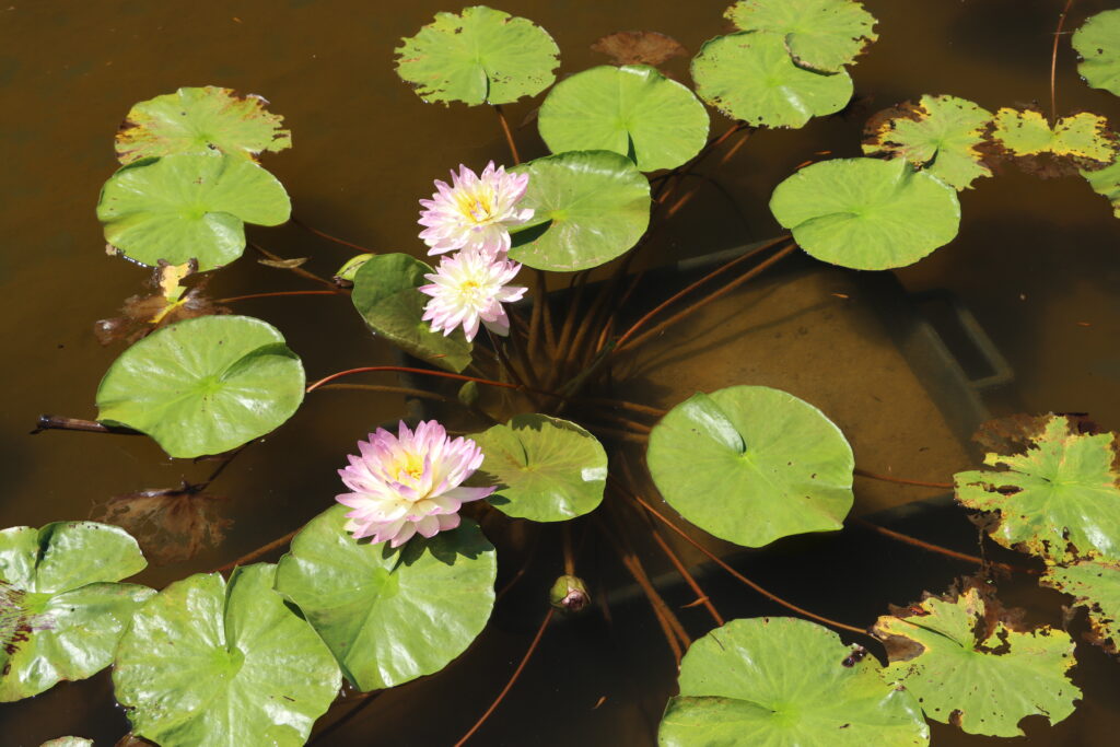 2024 ISG Hardy waterlily 05 - July 14 2024