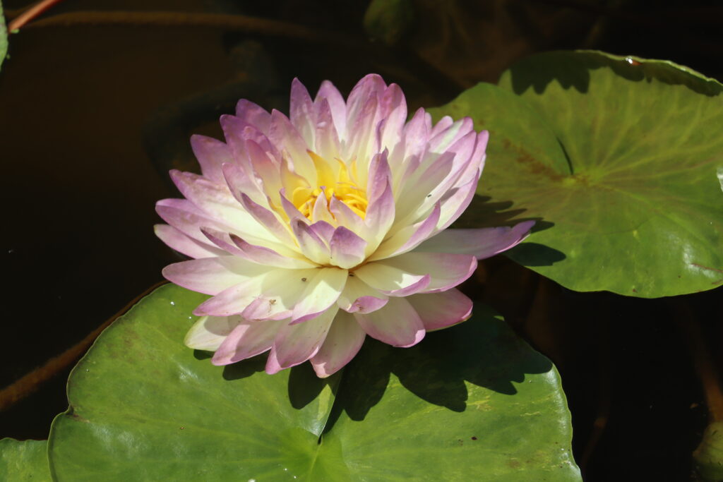 2024 ISG Hardy waterlily 05 - July 14 2024