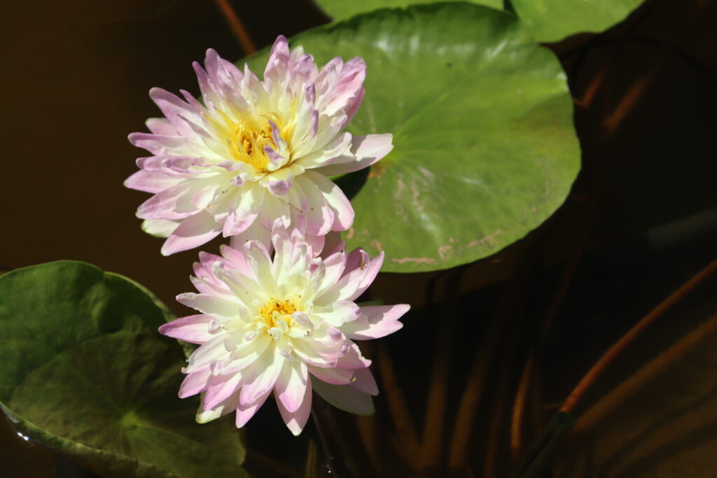 2024 ISG Hardy waterlily 05 - July 14 2024