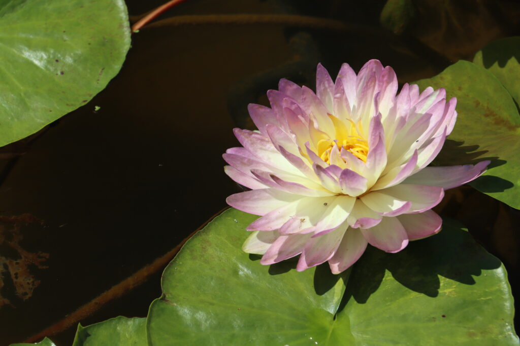 2024 ISG Hardy waterlily 05 - July 14 2024
