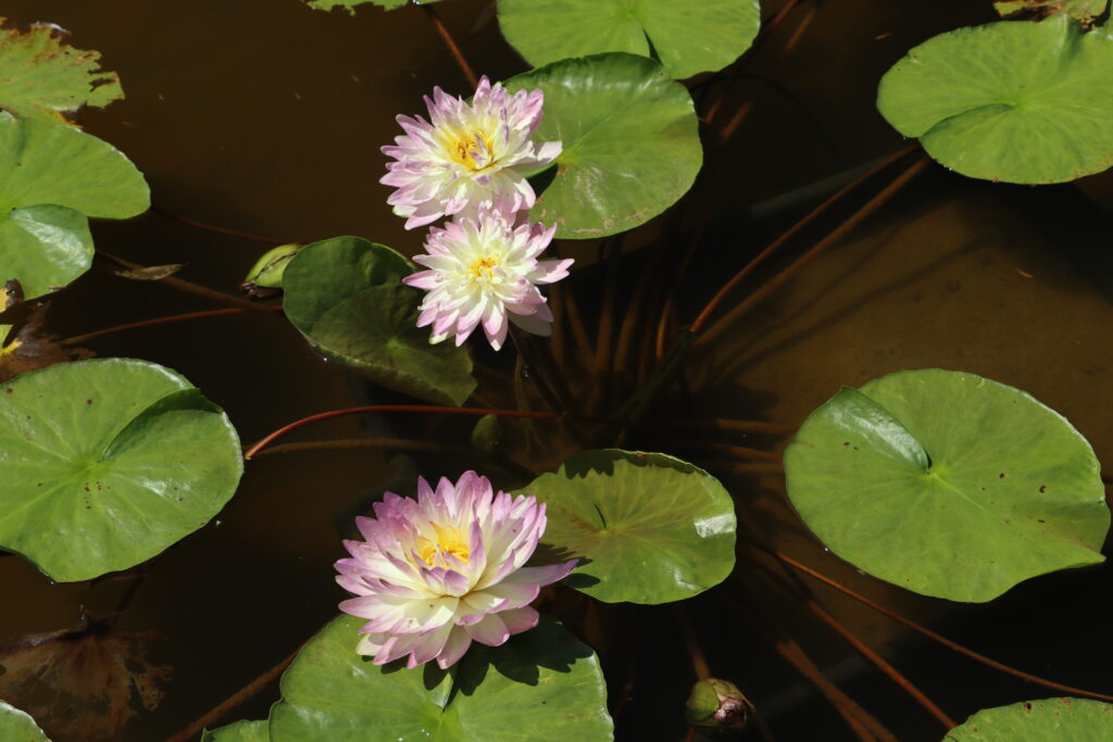 2024 ISG Hardy waterlily 05 - July 14 2024
