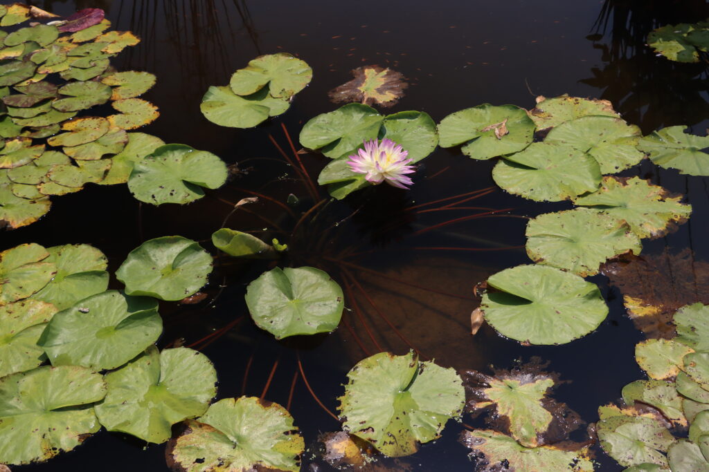 2024 ISG Hardy waterlily 05 - July 26 2024