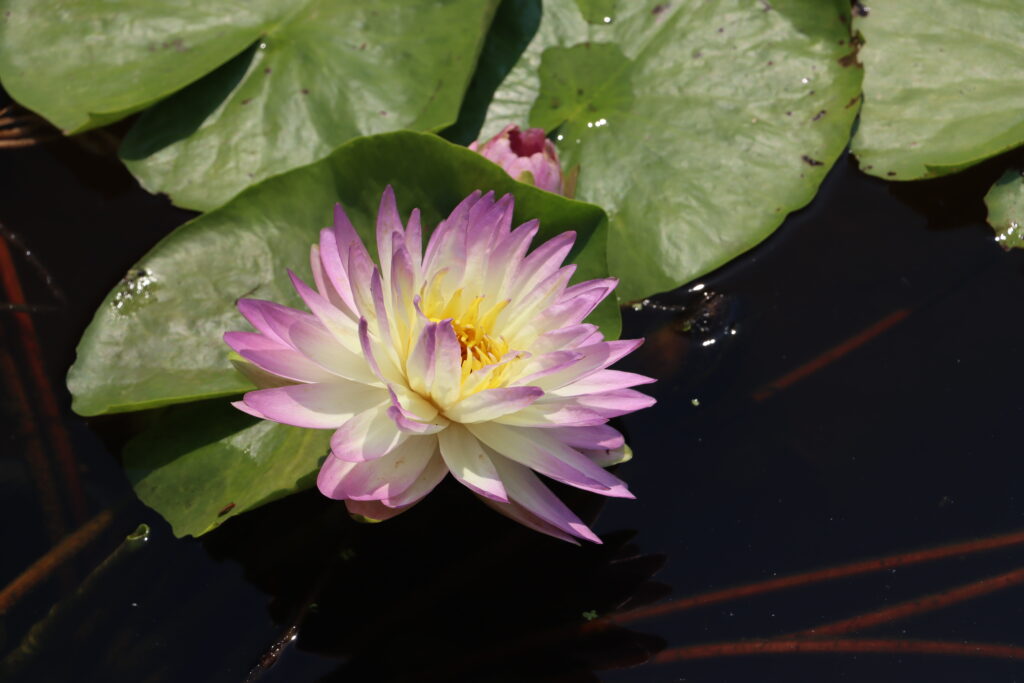 2024 ISG Hardy waterlily 05 - July 26 2024