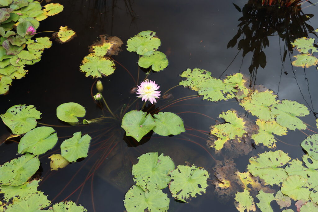 2024 ISG Hardy waterlily 05 - August 16 2024