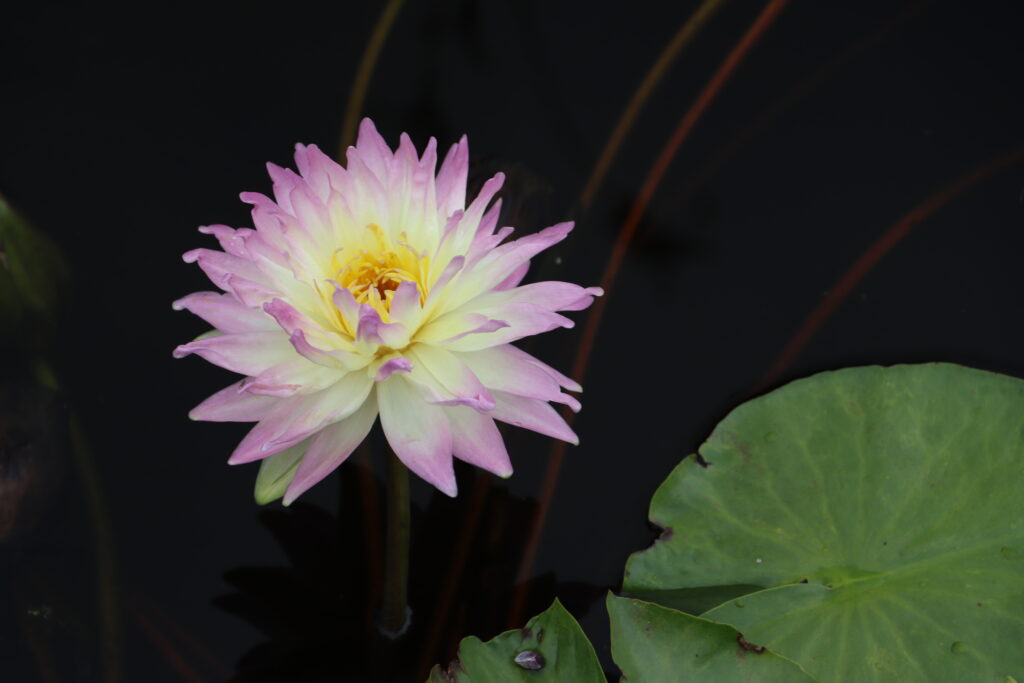 2024 ISG Hardy waterlily 05 - August 16 2024