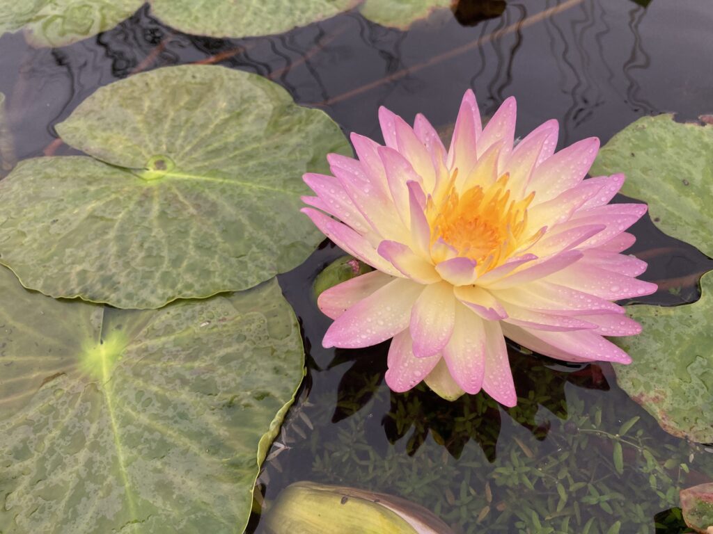 2024 ISG Hardy waterlily 05 - August 28 2024