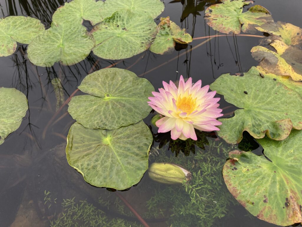 2024 ISG Hardy waterlily 05 - August 28 2024