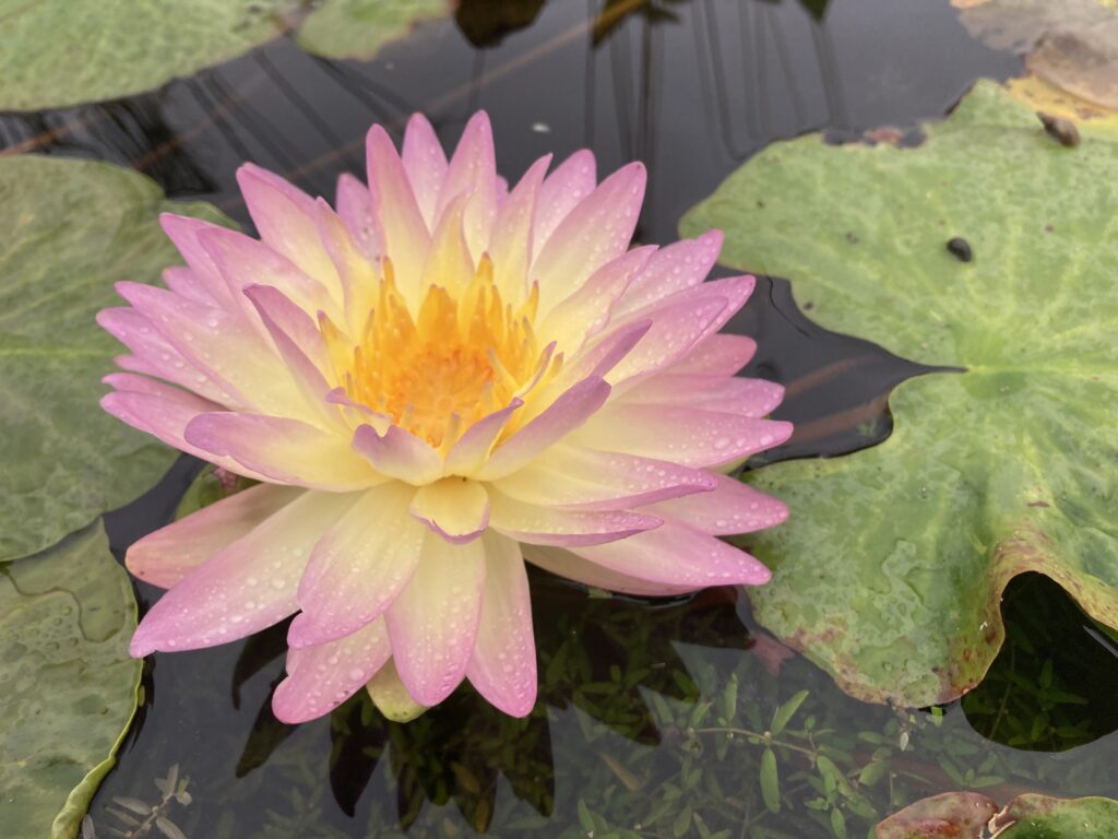 2024 ISG Hardy waterlily 05 - August 28 2024