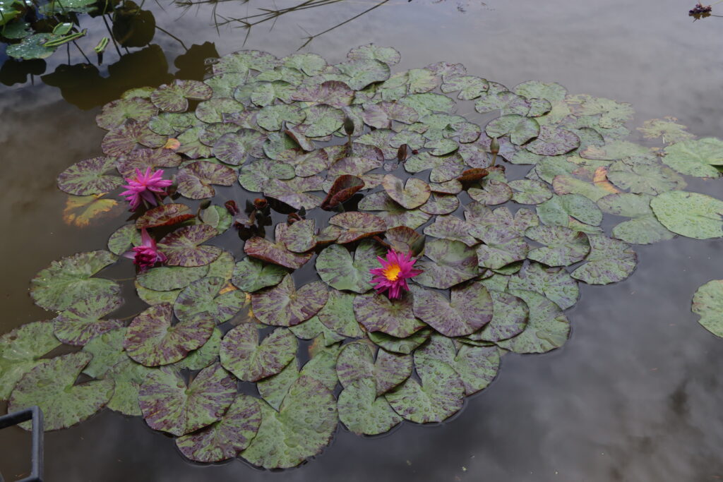 2024 ISG Hardy waterlily 06 - June 25 2024
