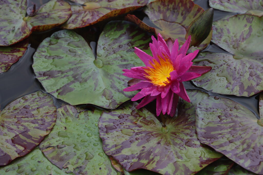 2024 ISG Hardy waterlily 06 - June 25 2024