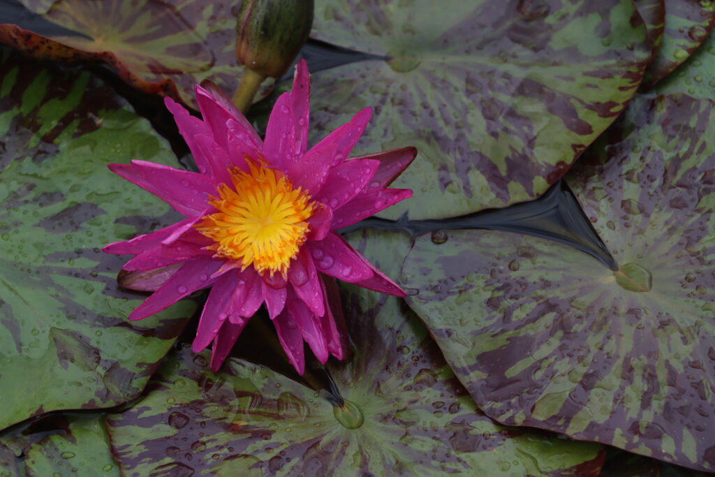 2024 ISG Hardy waterlily 06 - June 25 2024