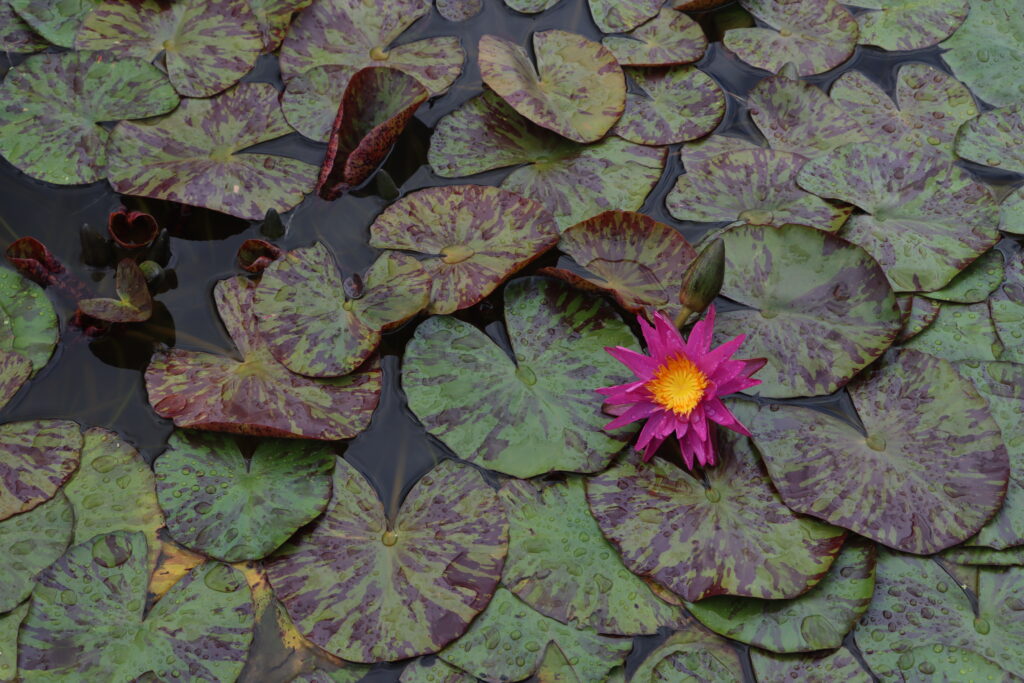 2024 ISG Hardy waterlily 06 - June 25 2024