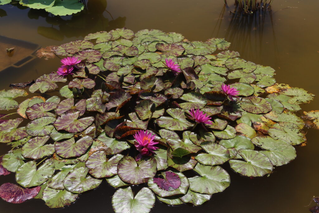 2024 ISG Hardy waterlily 06 - June 28 2024