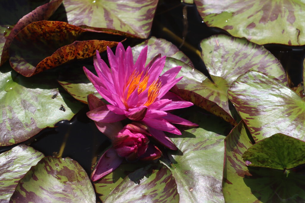 2024 ISG Hardy waterlily 06 - June 28 2024