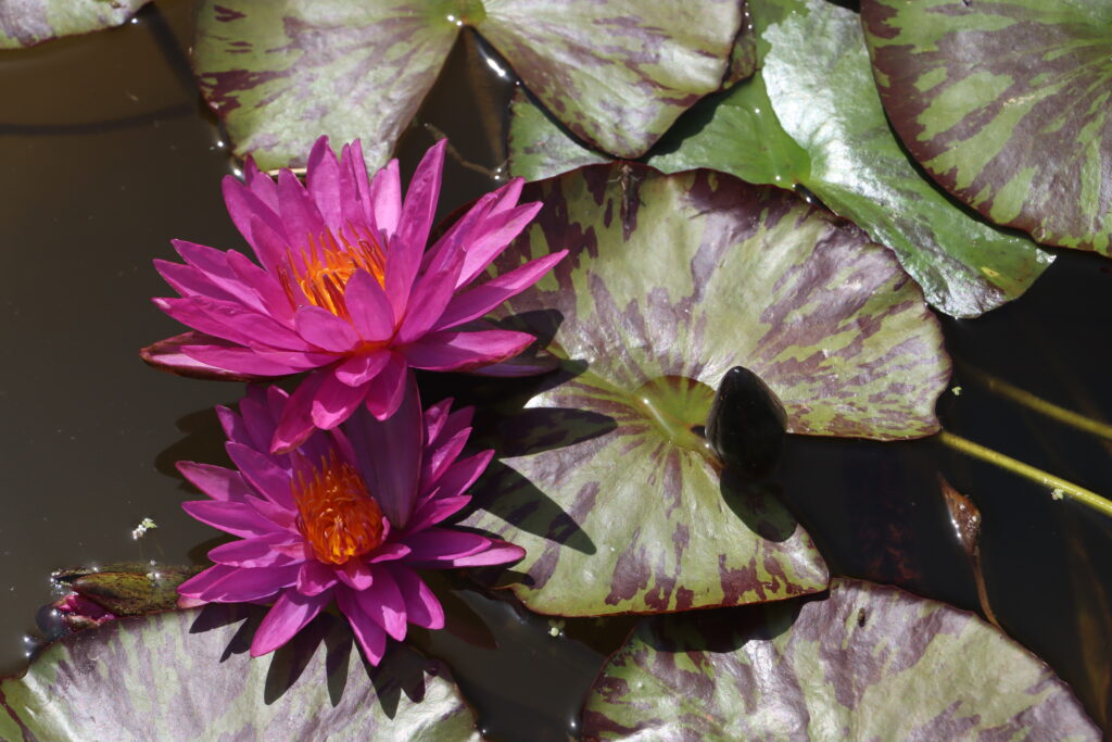 2024 ISG Hardy waterlily 06 - June 28 2024