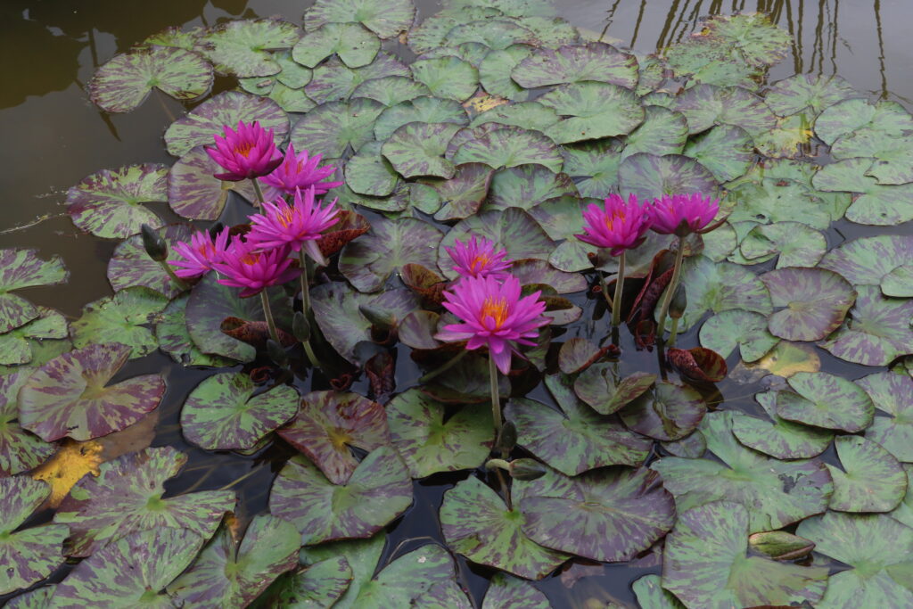 2024 ISG Hardy waterlily 06 - July 01 2024