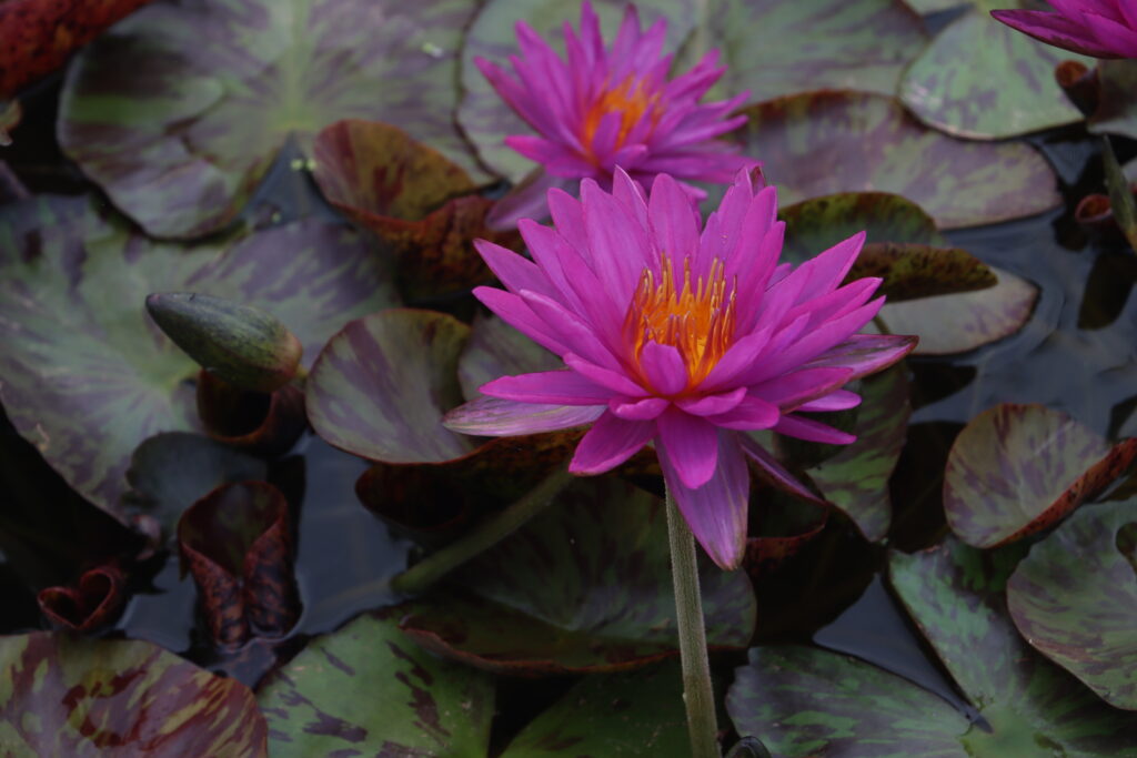 2024 ISG Hardy waterlily 06 - July 01 2024